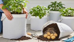 Grow Potatoes Anywhere: A Simple Bag-Growing Guide for Beginners Seeking Bigger Yields