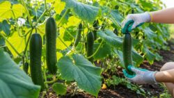 How to Grow Marketmore Cucumbers: High-Yield, Disease-Resistant Slicing Varieties Explained