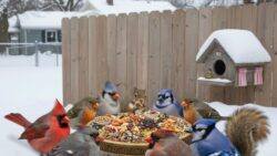 Goodbye Natural Selection Hello Spoiled Birds Why Winter Feeding Does More Harm Than Cold